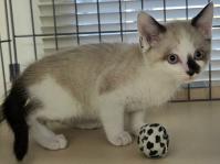 シャム柄猫右側面