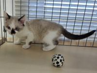 シャム柄猫左側面