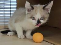 シャム柄猫した