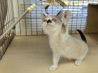 シャム柄猫遊んでいる