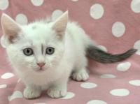 シャム柄猫正面