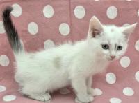 シャム柄猫右側面