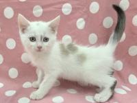 シャム柄猫左側面