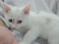 シャム柄猫膝の上