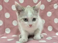 シャム柄猫正面