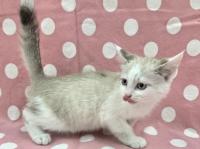 シャム柄猫右側面