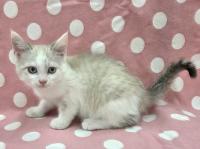 シャム柄猫左側面