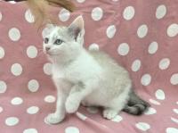 シャム柄猫遊び