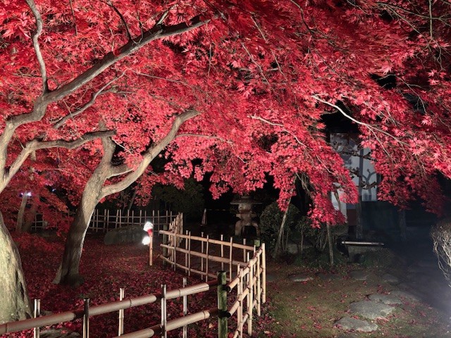 11月24日の様子2