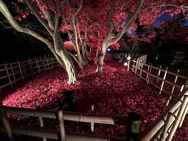 11月27日の様子2