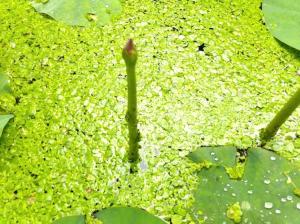 水面から顔を出した大賀蓮の小さなつぼみの写真