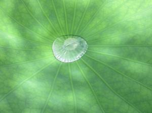 水をはじく大賀ハスの葉の写真