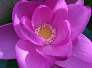 咲き始めた大賀蓮の写真