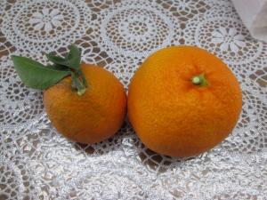 みかん