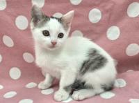 白キジ猫左側面