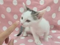 白キジ猫においかいでいる