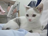 白キジ猫膝の上