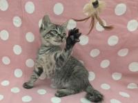 キジ猫おもちゃ