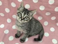 キジ猫見上げている