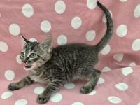 キジトラ猫左側面