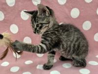 キジトラ猫おもちゃ