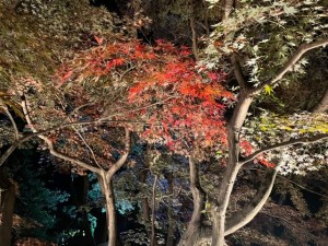 令和5年11月20日2