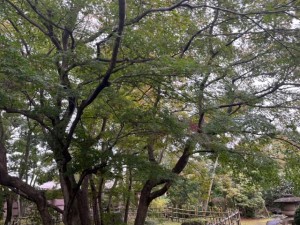 令和5年11月10日（2）