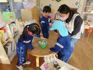 ヒヤシンスの観察