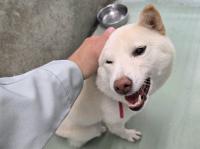 白柴撫でられている