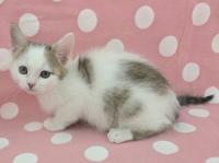 白キジ猫左側面