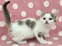 白キジ猫右側面