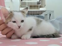 白キジ猫なでられている