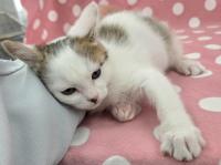 白キジ猫甘えている