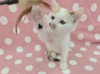 三毛猫遊んでいる