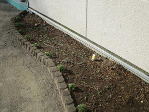 ノースポール①