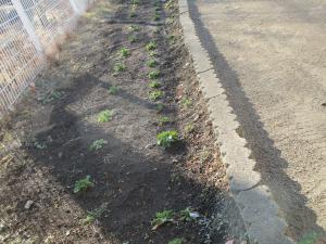 ノースポール②