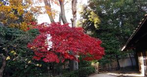 旧井上邸の秋