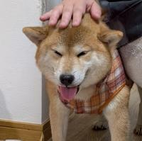 茶白柴犬正面写真