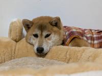 茶白柴犬顔写真