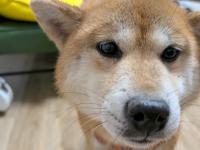 茶白柴犬顔写真アップ