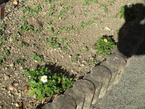 ノースポール①