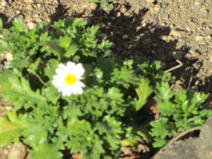 ノースポール②