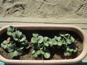 年長イチゴの花