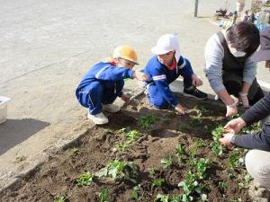 小松菜の間引き1