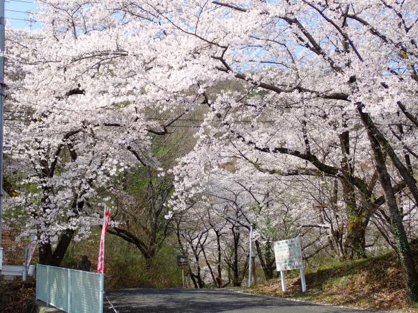 満開時の林道の様子