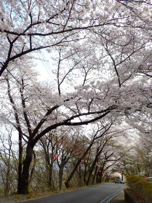 令和7年山頂満開時の様子