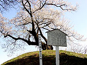 行人塚と芋うえ桜の画像