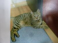 キジ柄猫正面写真