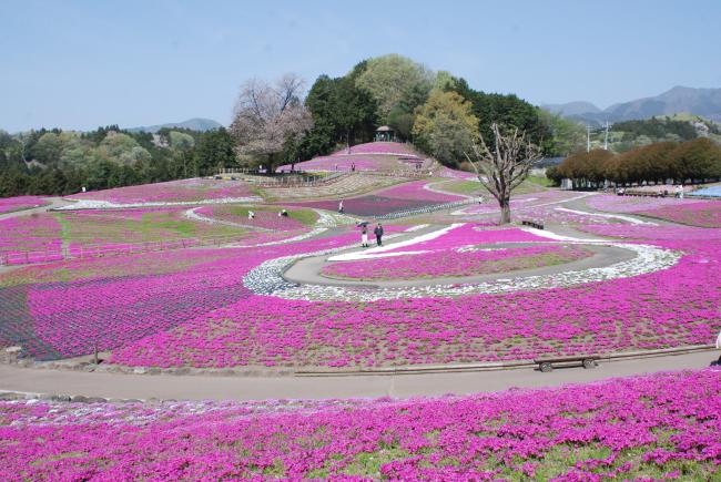 みさと芝桜公園全景