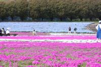 芝桜とネモフィラ